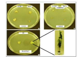 Morpho-physiological and genetic characteristics of a salt-tolerant mutant line in soybean (Glycine max L.)