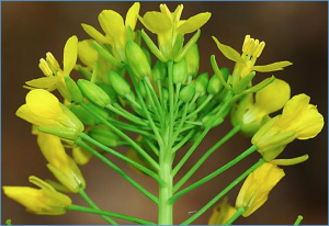 Fine mapping of BnDM1&mdash;the gene regulating indeterminate inflorescence in Brassica napus