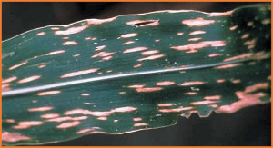 ZmAGO18b negatively regulates maize resistance against southern leaf blight