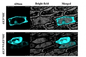 Eukaryotic Translation Elongation Factor OsEF1A Positively Regulates Drought Tolerance and Yield in Rice