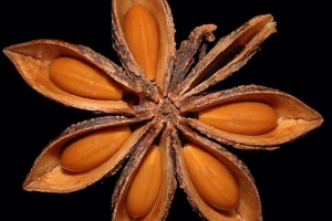 Colletotrichum horii and Colletotrichum fioriniae Causing Anthracnose on Star Anise (Illicium verum) in China