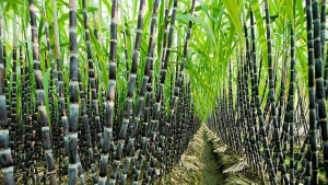 Complete genome analysis of sugarcane root associated endophytic diazotroph Pseudomonas aeruginosa DJ06 revealing versatile molecular mechanism involved in sugarcane development