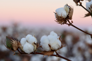 Philippines Approves Bt Cotton for Commercial Propagation
