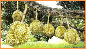 Transcriptome analysis during fruit developmental stages in durian (Durio zibethinus Murr.) var. D24