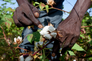 Making cotton sustainable requires science, investment and governance