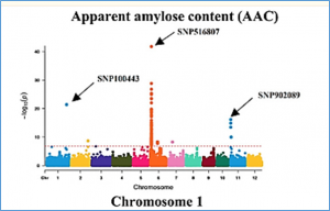 Genome-Wide Association Study of Starch Properties in Local Thai Rice