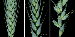 Characterization and fine mapping analysis of a major stable QTL qKnps-4A for kernel number per spike in wheat