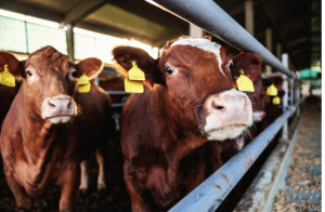 Analysis of Genes for the Development of Vaccines for Bovine Tuberculosis