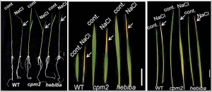 Jasmonate signaling controls negative and positive effectors of salt stress tolerance in rice