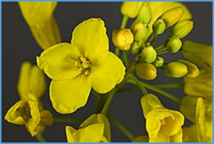 Fine mapping and candidate gene analysis of a major QTL for oil content in the seed of Brassica napus