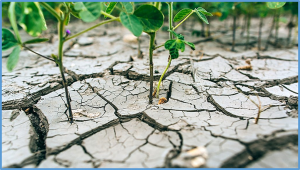Similar soil drying-induced stomatal closure in soybean genotypes varying in abscisic acid accumulation and stomatal sensitivity to abscisic acid