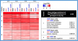 Flood resilience loci SUBMERGENCE 1 and ANAEROBIC GERMINATION 1 interact in seedlings established underwater