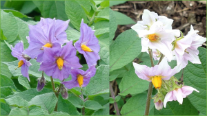 Genome-wide identification and expression analysis reveal the role of histone methyltransferase and demethylase genes in heat stress response in potato (Solanum tuberosum L.)