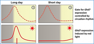 Transcriptional and post-transcriptional regulation of heading date in rice