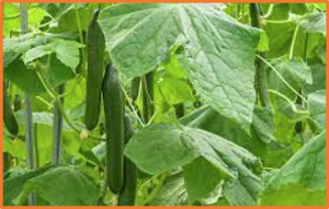 A mutation in CsDWF7 gene encoding a delta7 sterol C-5(6) desaturase leads to the phenotype of super compact in cucumber (Cucumis sativus L.)
