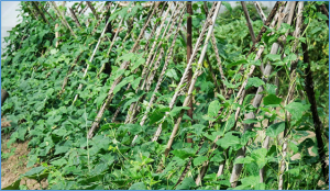 Translocations and inversions: major chromosomal rearrangements during Vigna (Leguminosae) evolution
