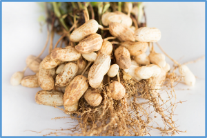 Identification of QTLs associated with very-long chain fatty acid (VLCFA) content via linkage mapping and BSA-seq in peanut