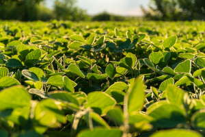 OFAB Calls for an End to Misleading Information on GM Crops