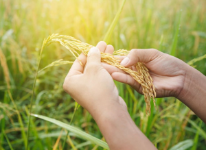 Researchers Identify Modulator of Salt Tolerance in Rice