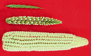 Profiling the selected hotspots for ear traits in two maize&ndash;teosinte populations