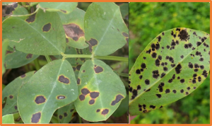 High-density bin-based genetic map reveals a 530-kb chromosome segment derived from wild peanut contributing to late leaf spot resistance
