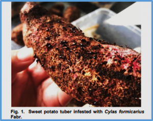 Feeding Behavior of Sweet Potato Weevil, Cylas formicarius (Fabricius) (Coleoptera: Brentidae) on Three Sweet Potato, Ipomoea batatas L. Cultivars Grown in Tarlac, Philippines