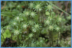 The cAMP signaling module regulates sperm motility in the liverwort Marchantia polymorpha