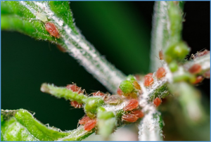 Spider mite herbivory induces an ABA-driven stomatal defense