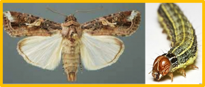 UDP-glycosyltransferases act as key determinants of host plant range in generalist and specialist Spodoptera species