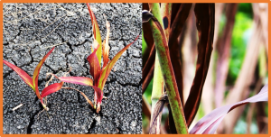Identification and functional marker development of SbPLSH1 conferring purple leaf sheath in sorghum