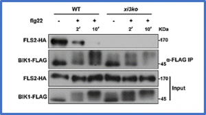 Myosin XI-mediated BIK1 recruitment to nanodomains facilitates FLS2&ndash;BIK1 complex formation during innate immunity in Arabidopsis
