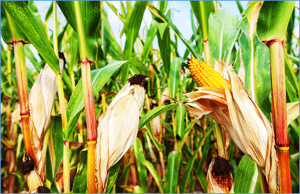 Fine mapping a QTL for BYDV-PAV resistance in maize