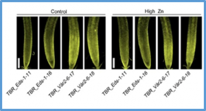Natural variation of TBR confers plant zinc toxicity tolerance through root cell wall pectin methylesterification