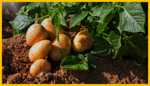Genotyping-by-sequencing targets genic regions and improves resolution of genome-wide association studies in autotetraploid potato