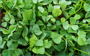 Biosensor Reveals Gibberellin`s Critical Role in Legume Nitrogen-Fixation