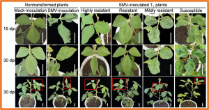 CRISPR/CasRx-mediated resistance to Soybean mosaic virus in soybean