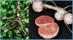 Phenoxyacetic acid enhances nodulation symbiosis during the rapid growth stage of soybean