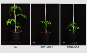 The SINA1-BSD1 Module Regulates Vegetative Growth Involving Gibberellin Biosynthesis in Tomato