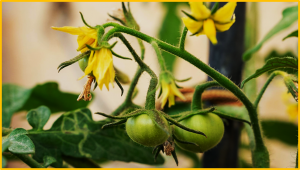SlJMJ14, identified via QTL seq and fine mapping, controls flowering time in tomatoes
