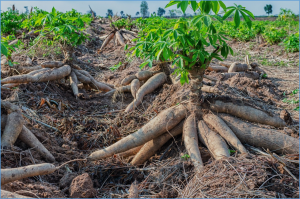 Comparative analysis of infected cassava root transcriptomics reveals candidate genes for root rot disease resistance