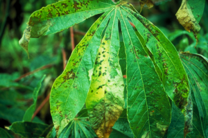 Editing of the MeSWEET10a promoter yields bacterial blight resistance in cassava cultivar SC8