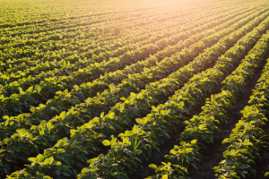 EFSA GMO Panel Releases Statement on the Assessment of GM Soybean MON 87705&thinsp;&times;&thinsp;MON 87708&thinsp;&times;&thinsp;MON 89788
