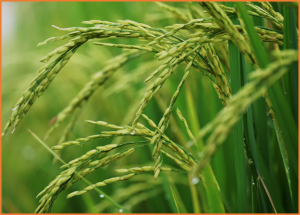 CRISPR/Cas knockout of the NADPH oxidase gene OsRbohB reduces ROS overaccumulation and enhances heat stress tolerance in rice