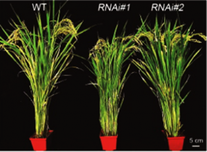 CRISPR&ndash;Cas9-mediated promoter editing of FERONIA-Like receptor 13 increases plant growth and disease resistance in rice