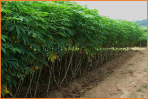 Novel SNP markers and other stress-related genomic regions associated with nitrogen use efficiency in cassava