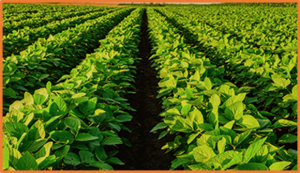 The analysis of the genetic loci affecting phenotypic plasticity of soybean isoflavone content by dQTG.seq model