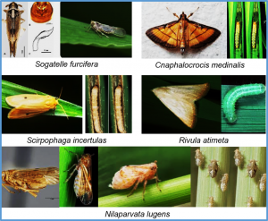 Heterosis for Resistance to Insect Herbivores in a 3-Line Hybrid Rice System