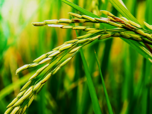 Agrobacterium-Mediated Transformation and Targeted Mutagenesis Using SpCas12f in Rice