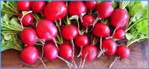 Development and characterization of a complete set of monosomic alien addition lines from Raphanus sativus in Brassica oleracea