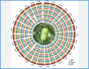 Tests for segregation distortion in tetraploid F1 populations